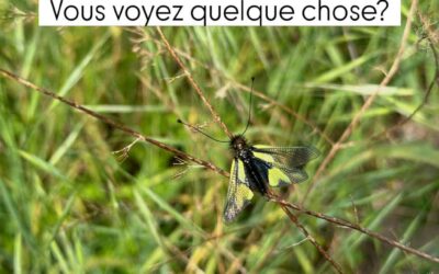 Libelloides coccajus ou la beaute des insectes